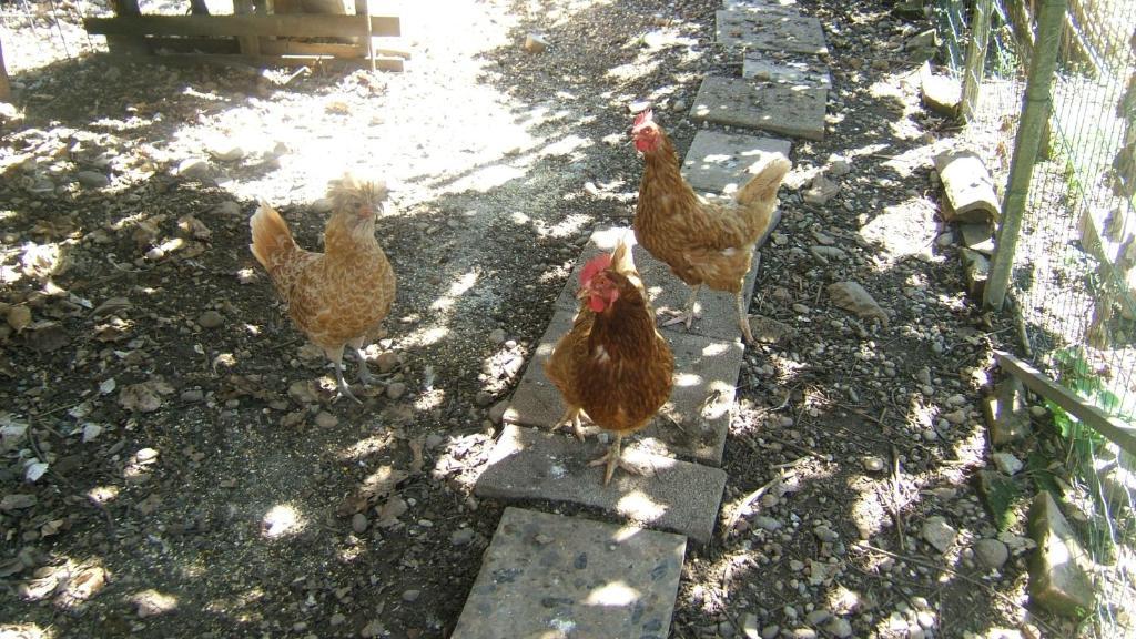 Locanda Canareggio San Biagio di Callalta Εξωτερικό φωτογραφία